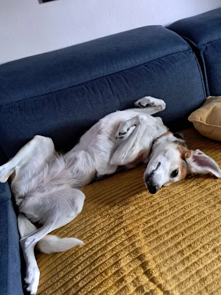 Dog getting belly rubs